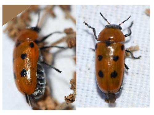 Réf. 259 768 : Tituboea biguttata